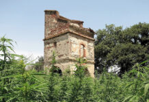 France emerges as Europe’s dominant exporter of industrial hemp raw materials